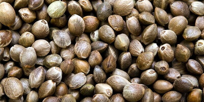 Seeds
