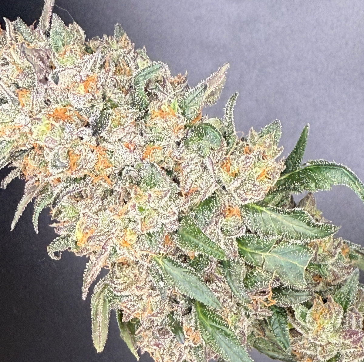 Rainbow Rose (Whitethorn Rose x RS-11) - 10 Pack - Regs – Tangled