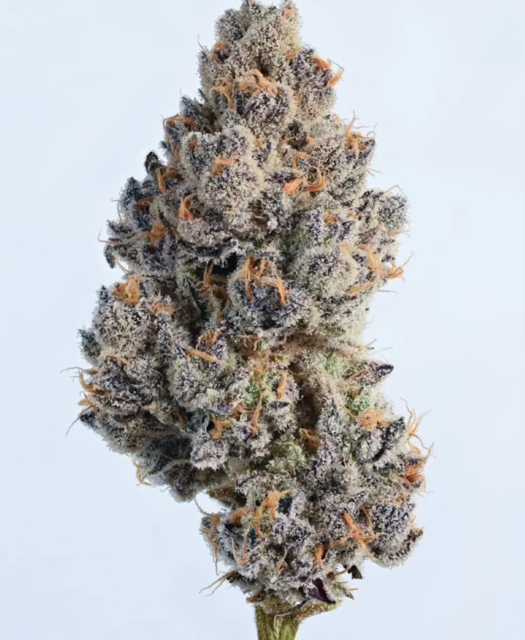 Purp Terp x Residual Sugar - Regs