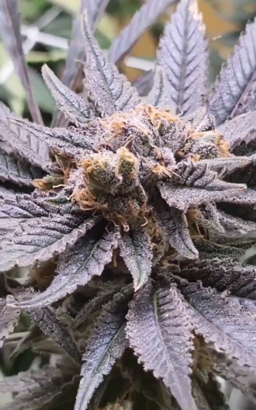 Purp Terp x Residual Sugar - Regs