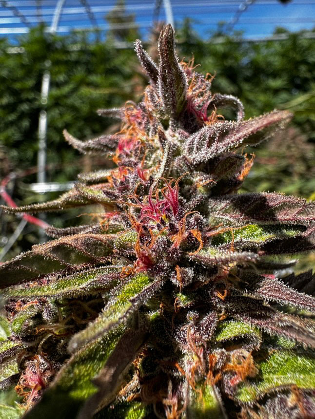 Paradise Pine -  (Paradise Punch x Whitethorn Rose) - Regs