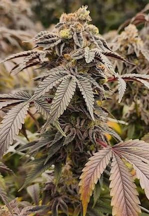 Purp Terp x Government Oasis - Regs