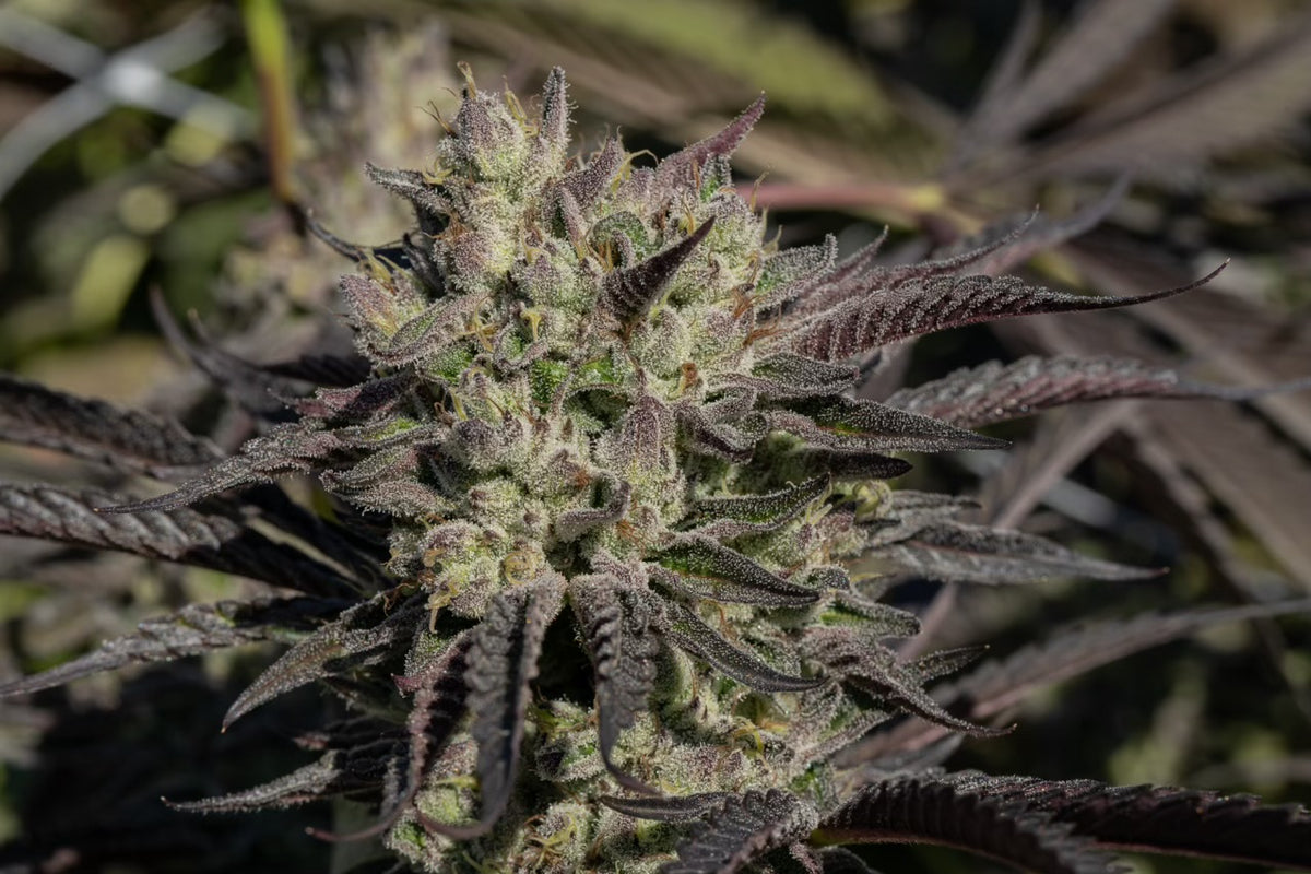 Lamboz - Regs – Tangled Roots