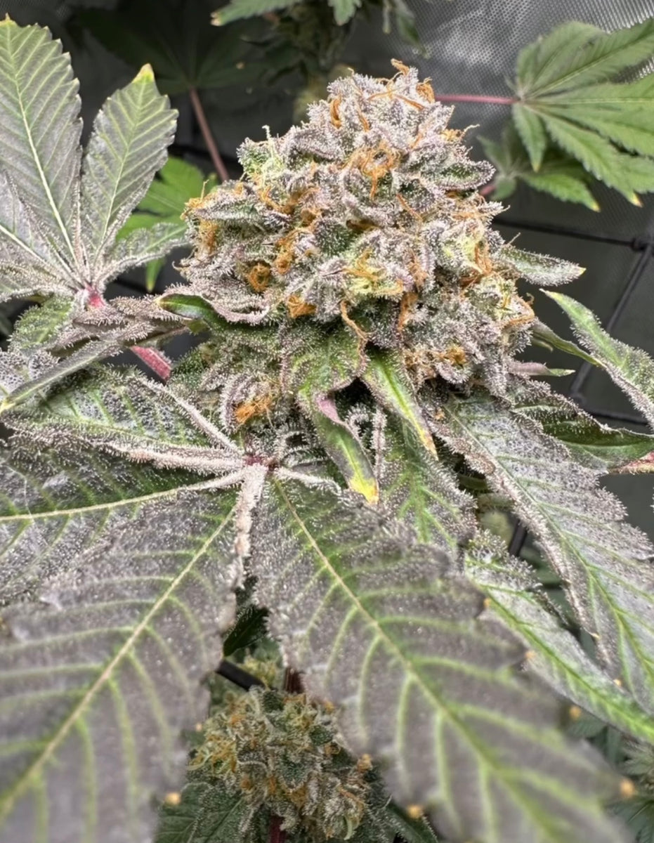 CC7 x Gelato 41 - Fems – Tangled Roots