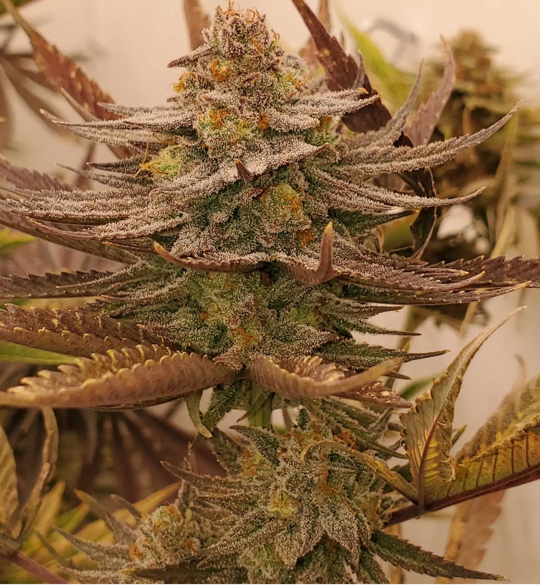 Paradise Pine -  (Paradise Punch x Whitethorn Rose) - Regs