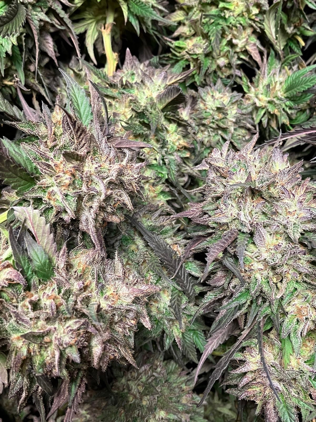 Ice Cream Cake x Gelato 41 - Fems