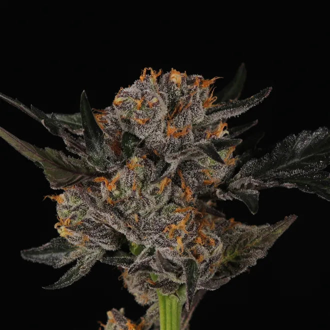 Purple Headies - 10 Pack Regs – Tangled Roots