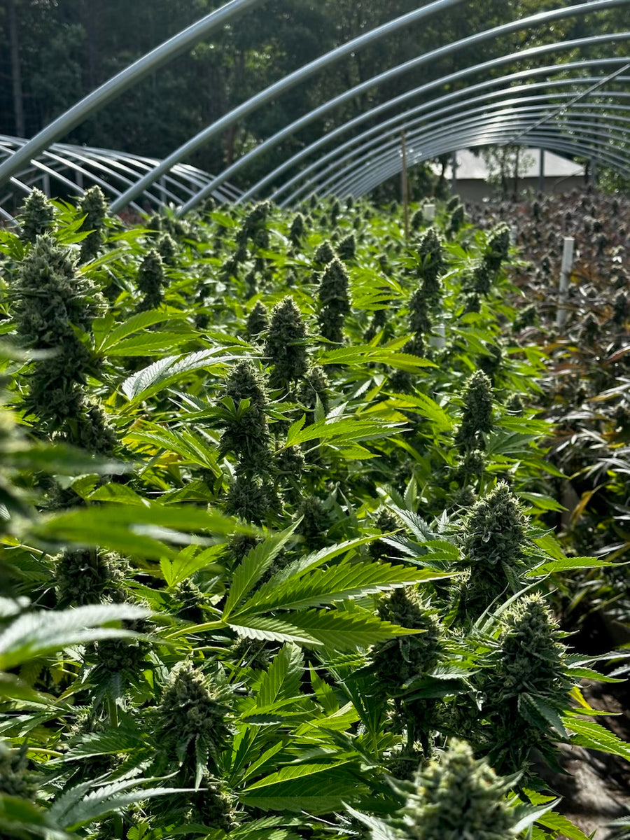 Lantz F2 - Regs – Tangled Roots