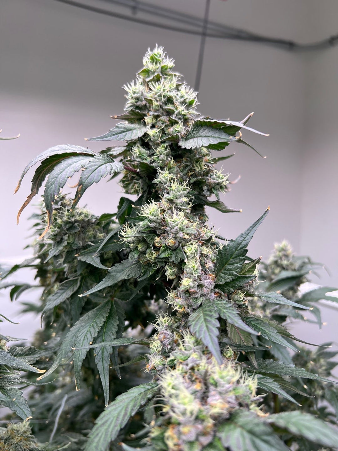 Vanilla Frosting x Gelato 41 - Fems