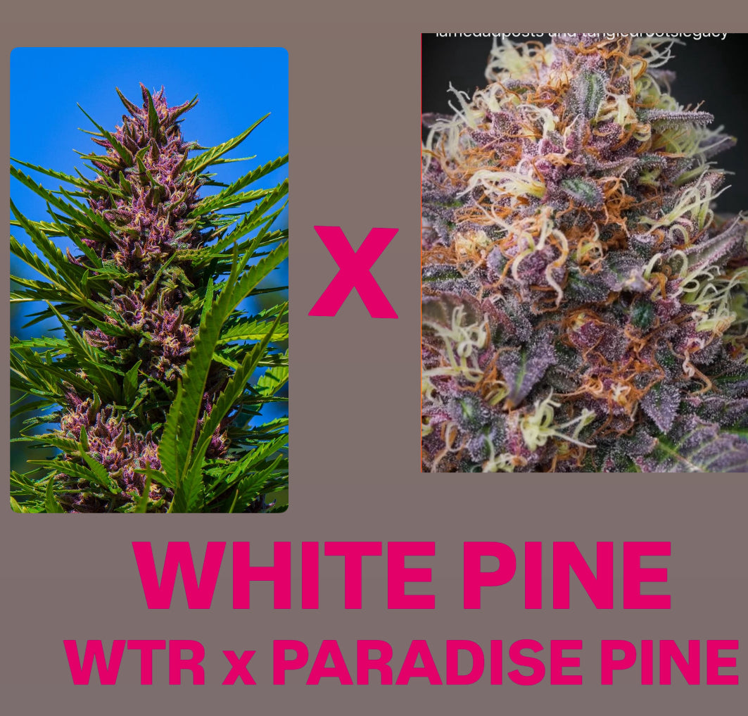whitethorn rose strain seeds White Pine (Whitethorn Rose x Paradise Pine)