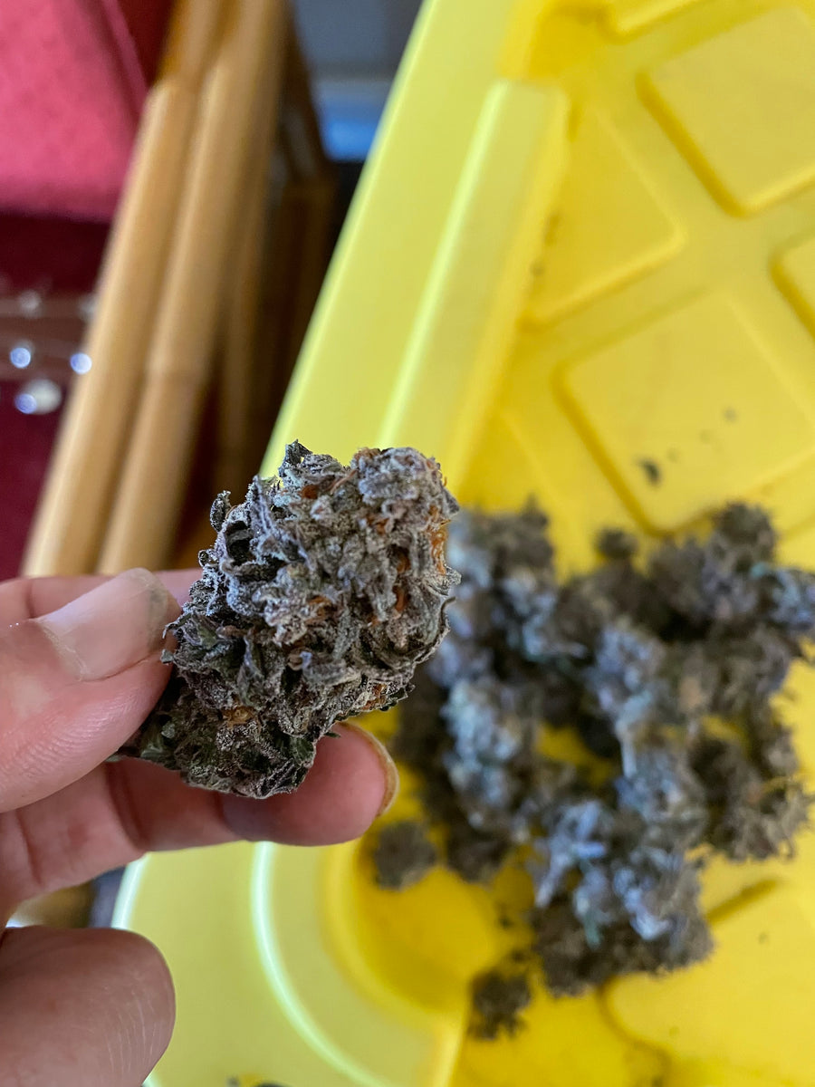 CC26 x Gelato 41 - Fems – Tangled Roots