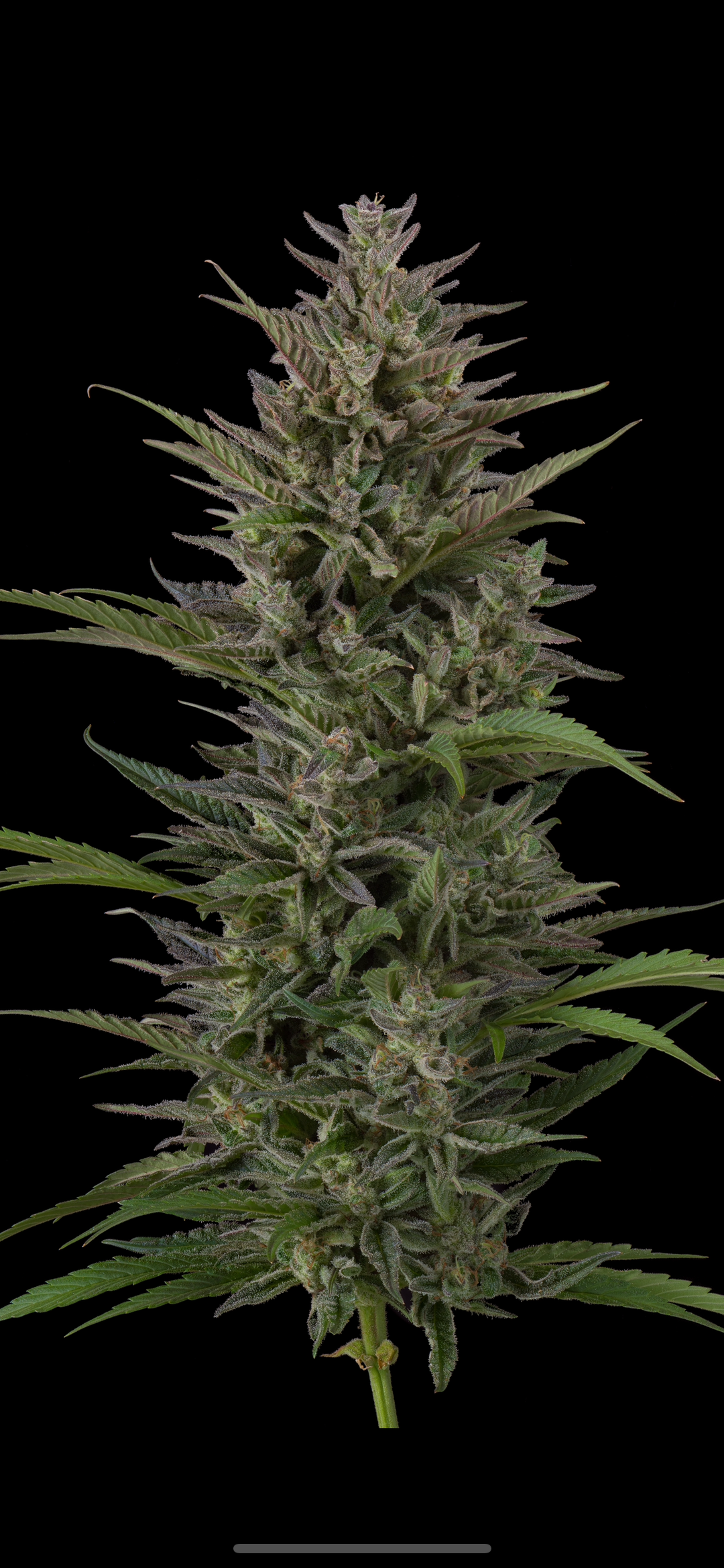 Paradise Pine -  (Paradise Punch x Whitethorn Rose) - Fems