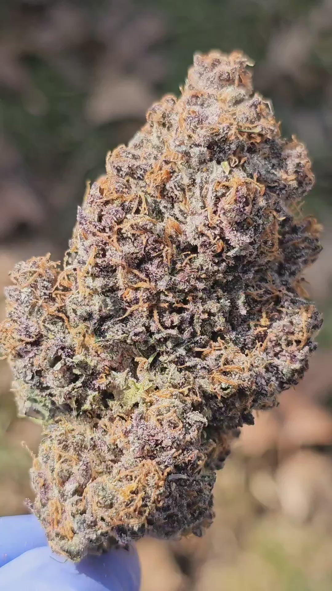 Paradise Pine -  (Paradise Punch x Whitethorn Rose) - Regs