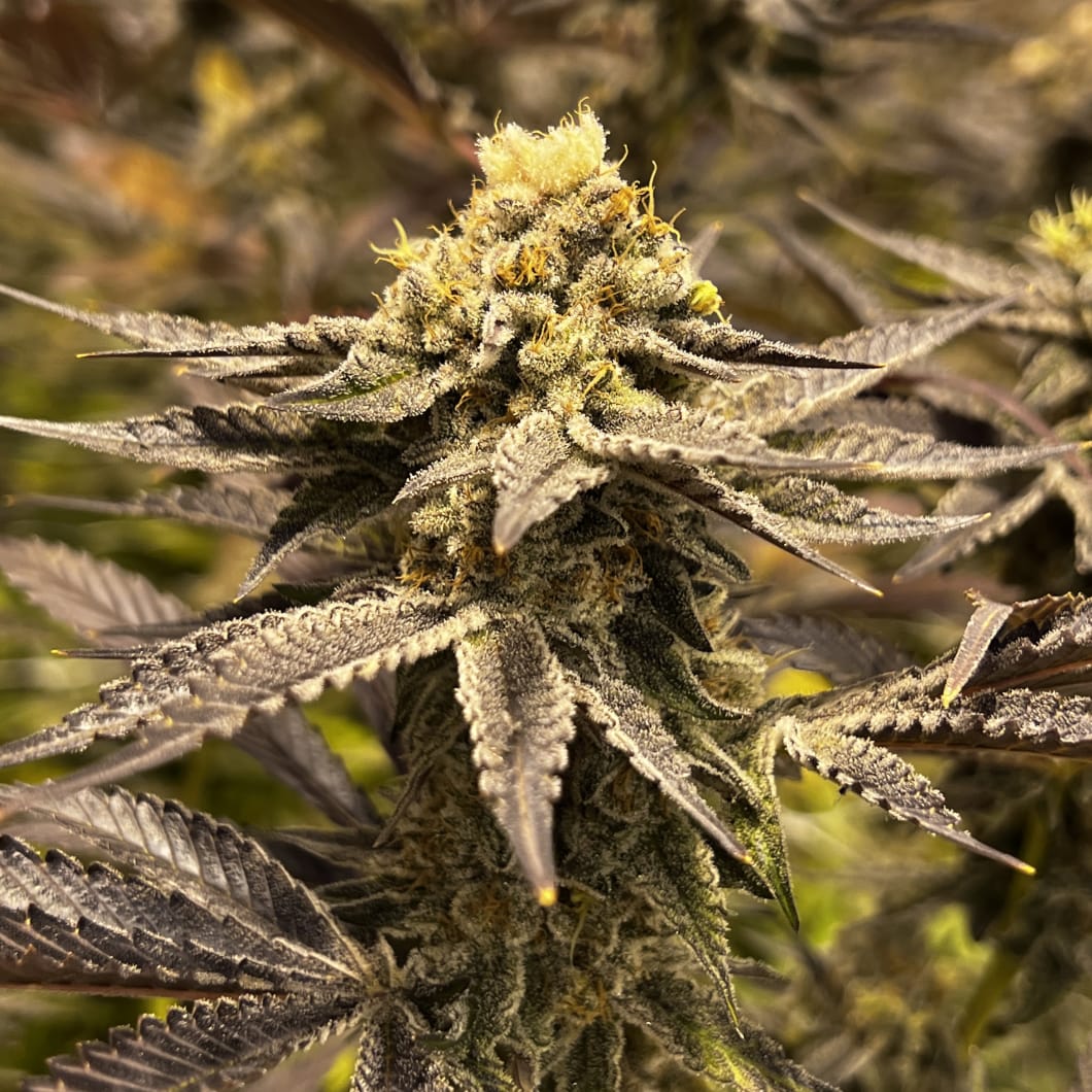 Grape Cookies - S1 -  Fems