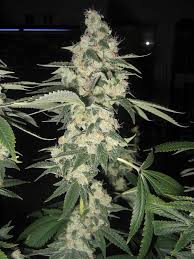 Sour D - Quicks - Fems