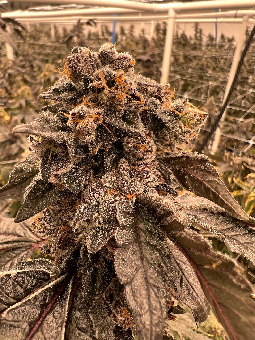 Vanilla Frosting x Gelato 41 - Fems