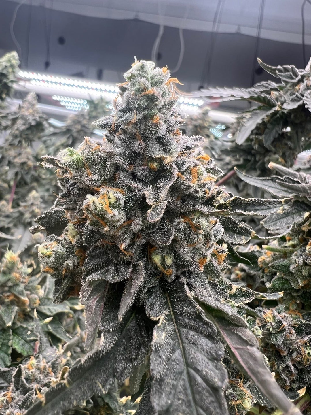 Vanilla Frosting x Gelato 41 - Fems