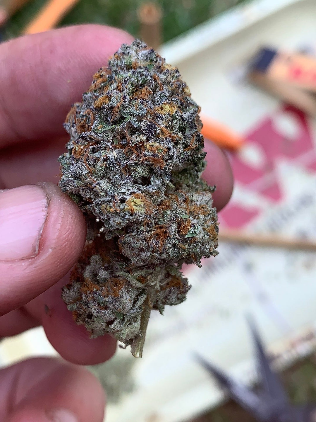 Wedding Cake x Gelato 41 - Fems