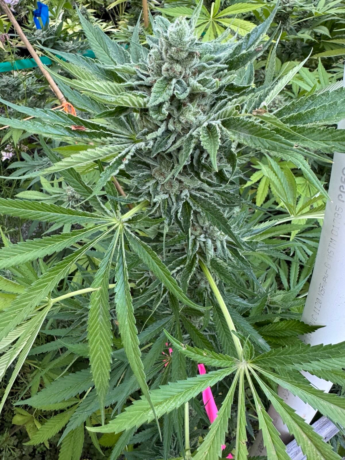 What Are Feminized Cannabis Seeds? (Complete Beginner-Friendly Guide)   Tangled Roots
