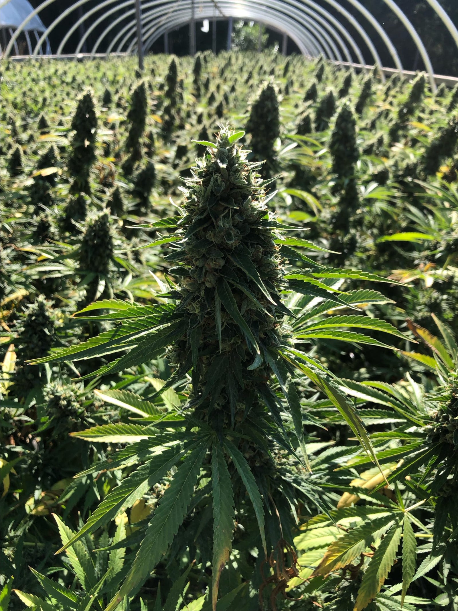 Tangled Roots Farmers - the selection process