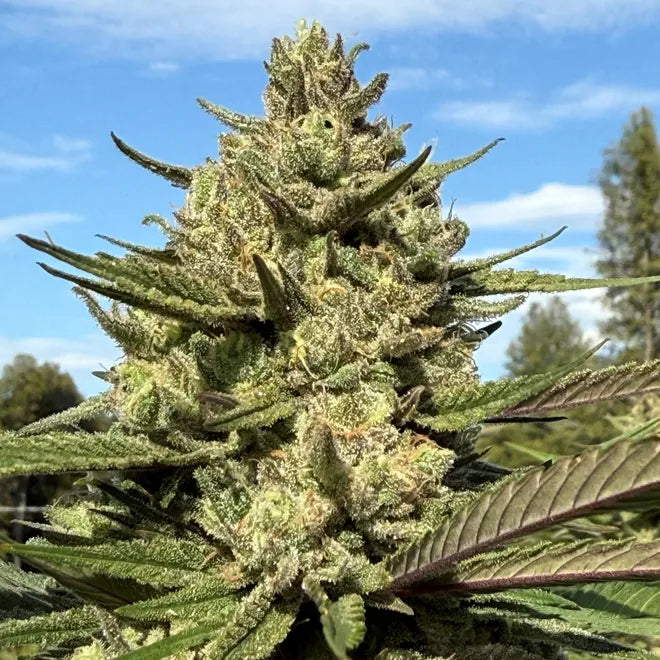 Best Cannabis Seeds for Outdoor Growing