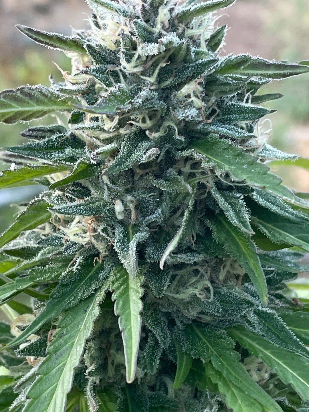 CC39  x Gelato 41 - Fems