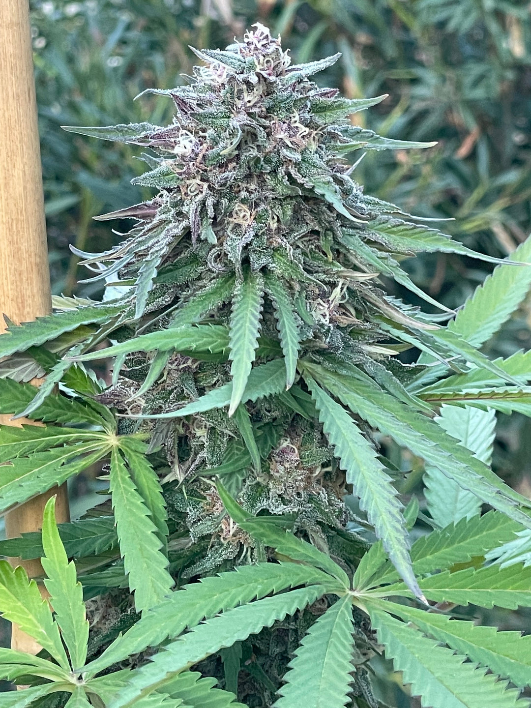CC39  x Gelato 41 - Fems