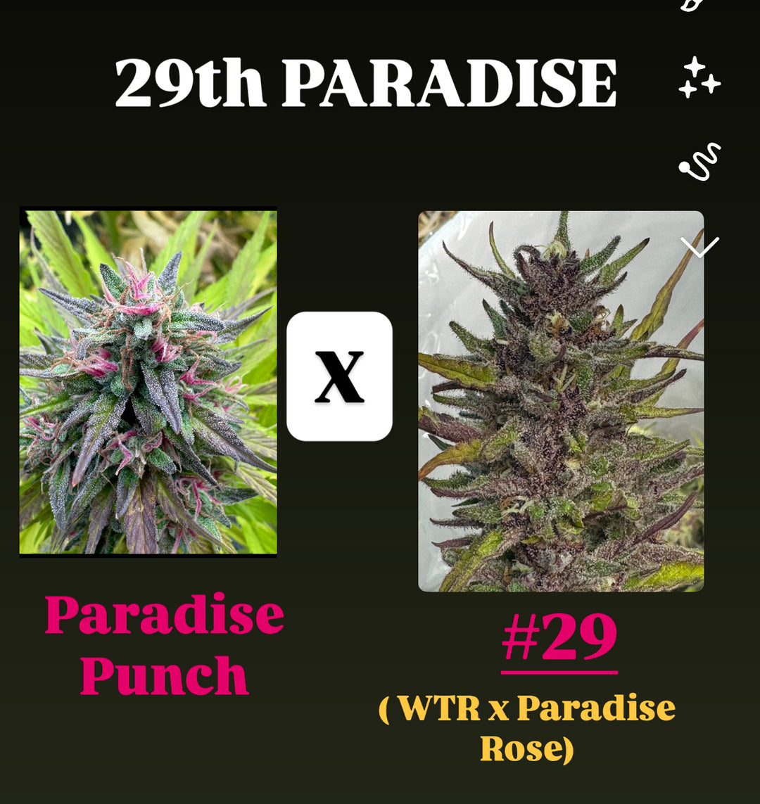 Paradise Punch x #29 (WTR x Paradise Rose)