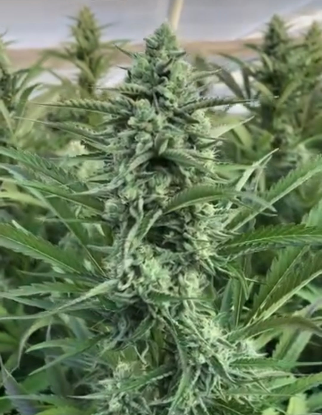 Papaya Smoothie x Slurty Tart - Regs