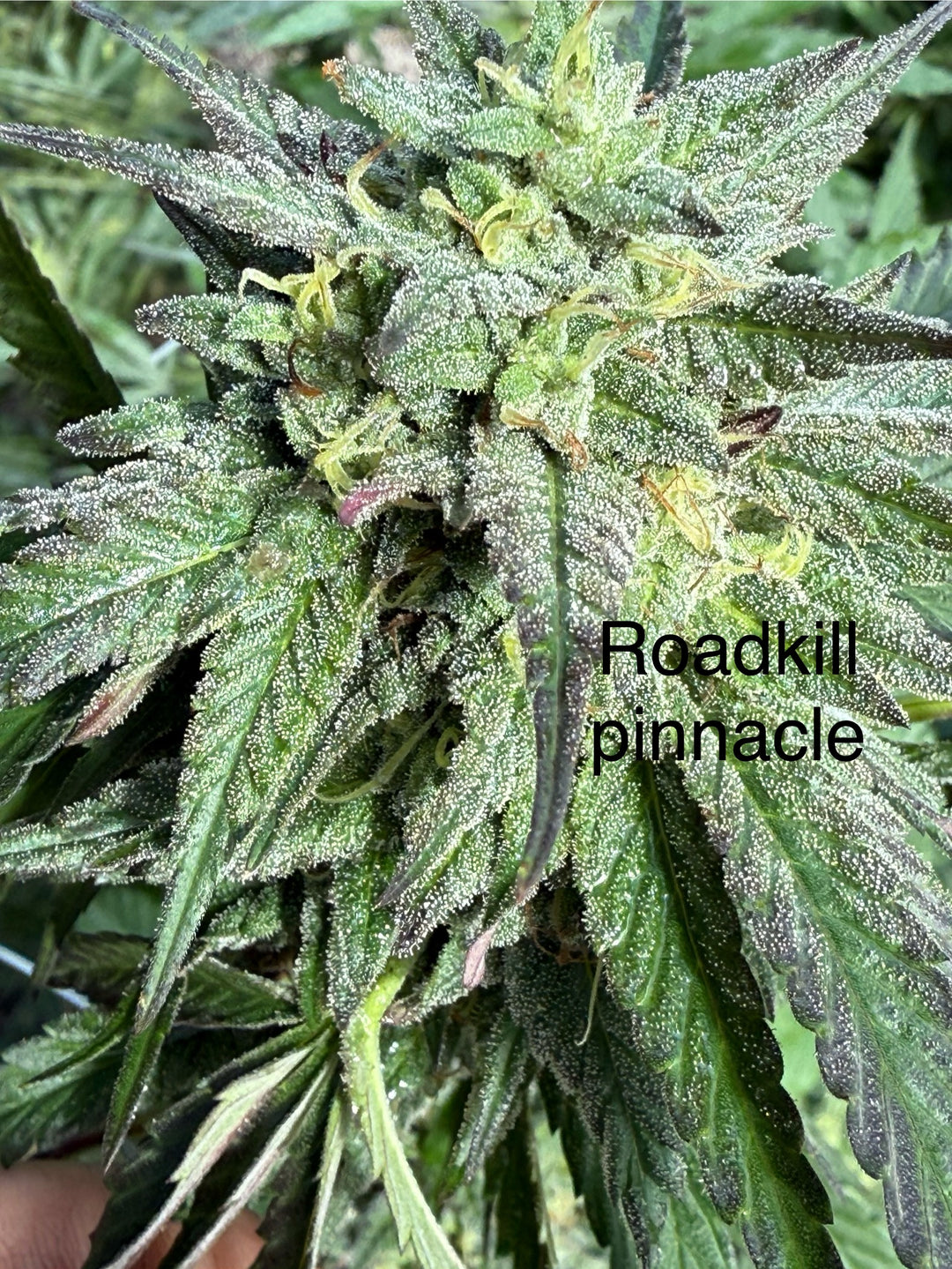 Pinnacle Roadkill - Regs