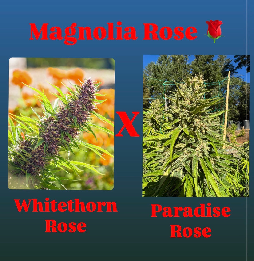 Magnolia Rose - WTR x Paradise Rose - Fems