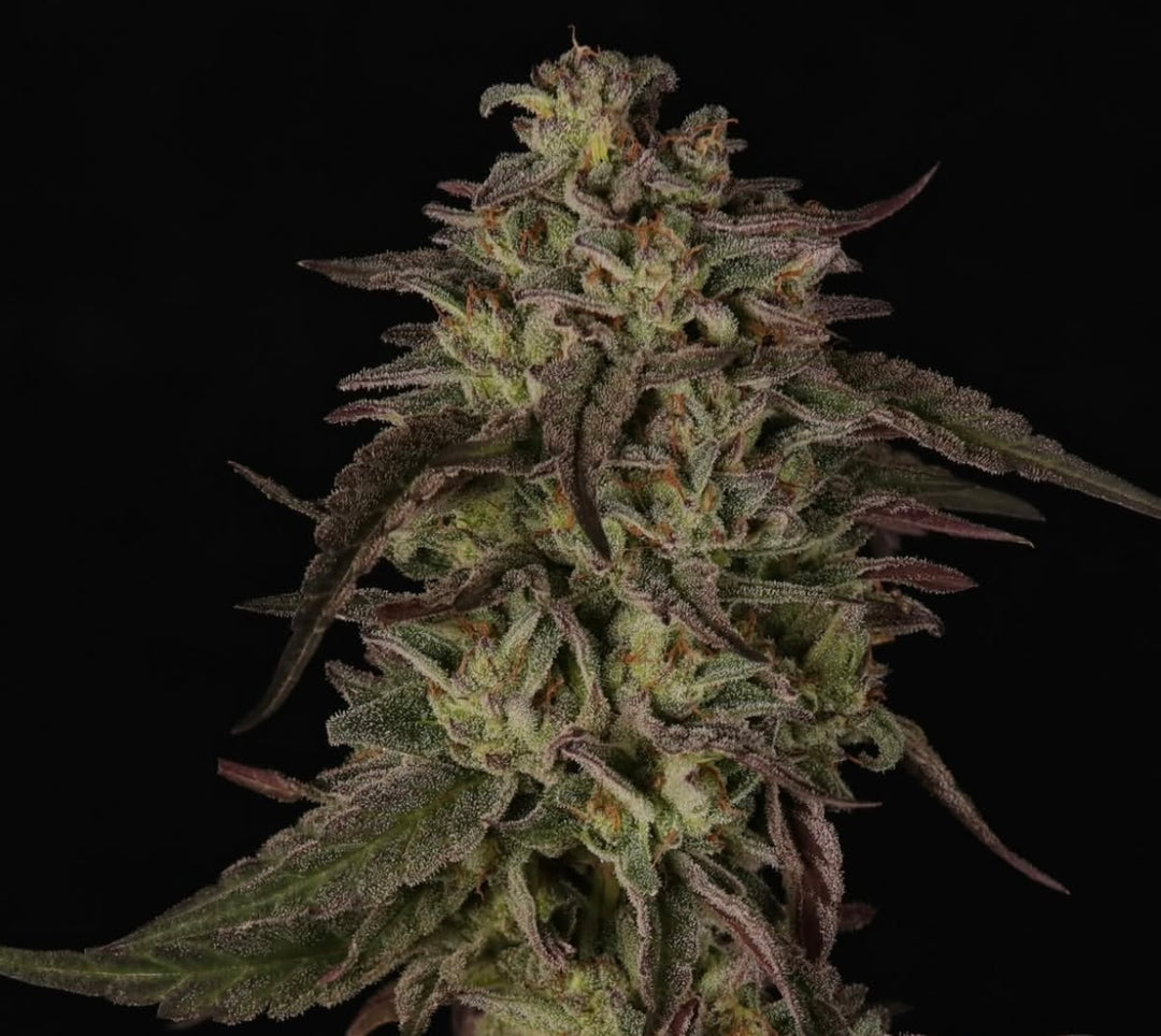 Baby Heady - 10 Pack Regs