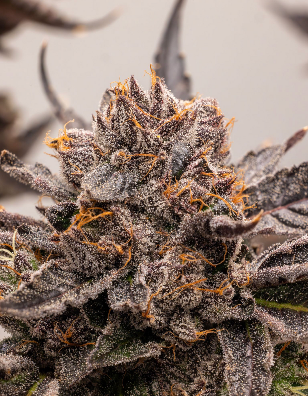 Blue Raz x Blueberry Caviar - Fems