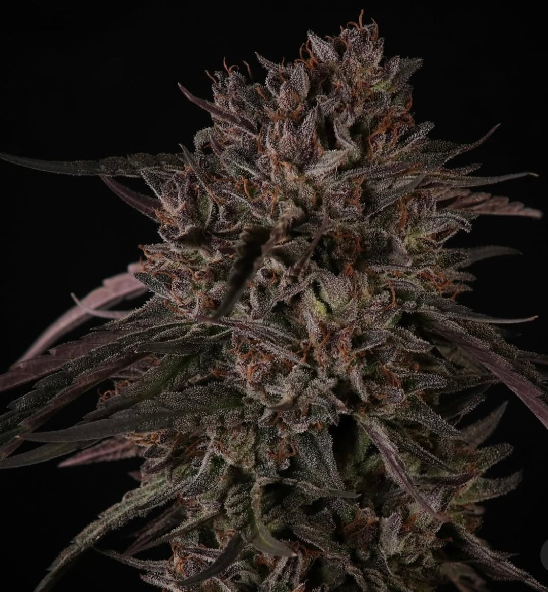 Purple Headies - 10 Pack Regs