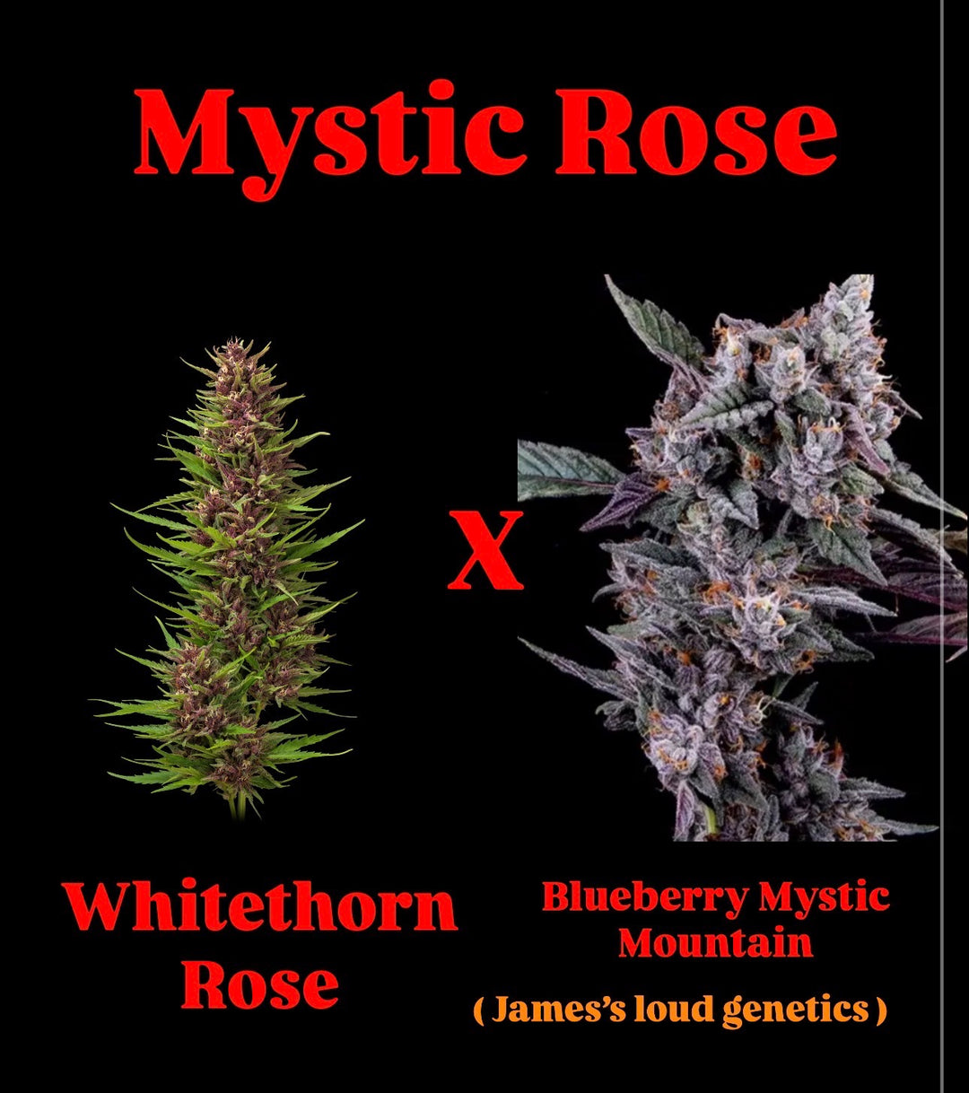 Mystic Rose - WTR x Mystic Mountiain Blueberry - Fems