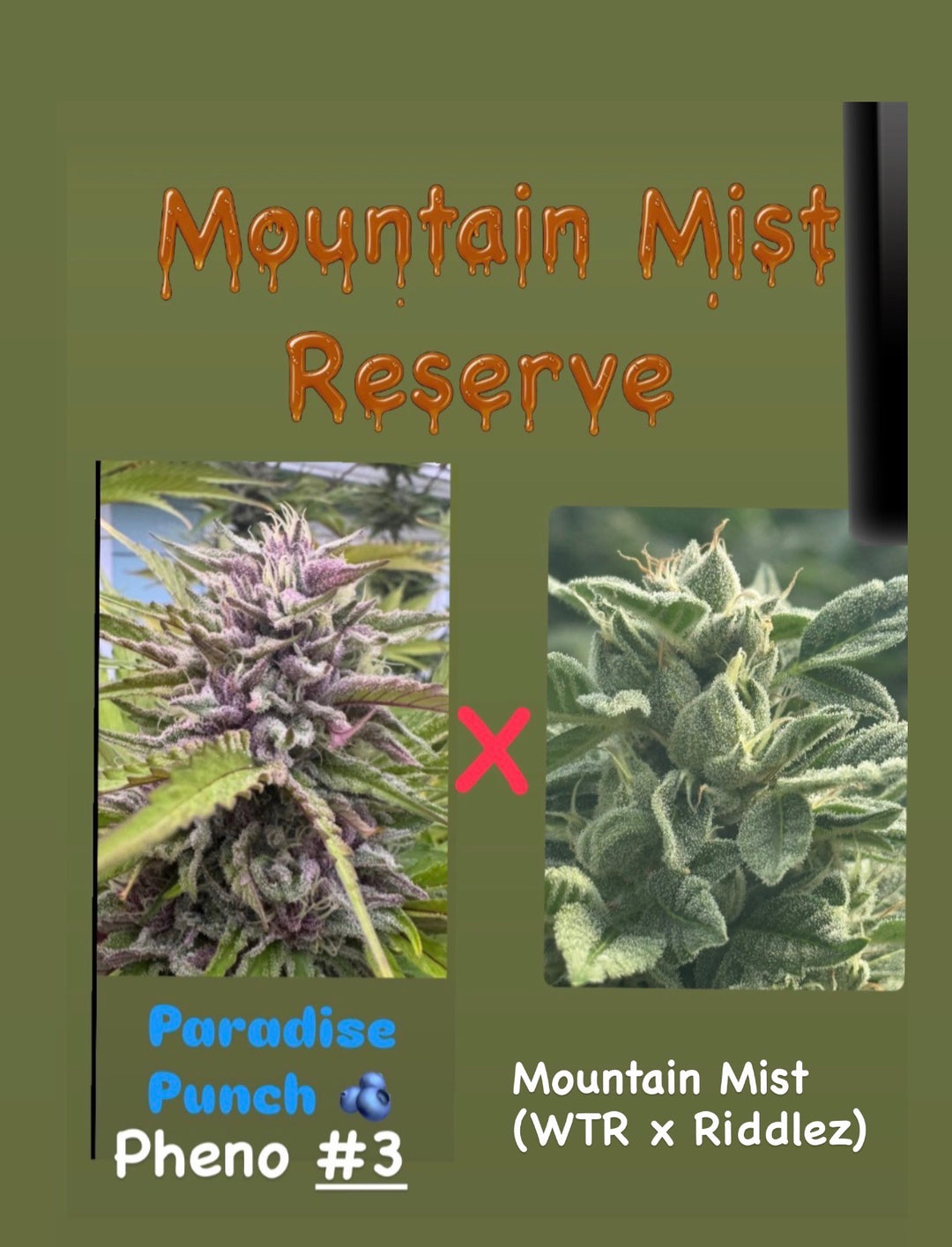 Mountain Mist Reserve - Fems