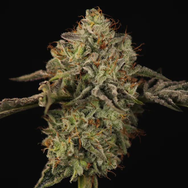 Heady OG BX1 - 10 Pack Regs