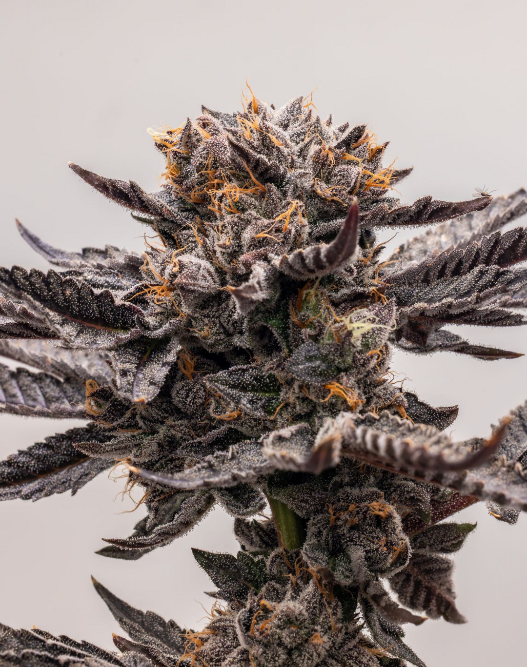 Blue Raz x Blueberry Caviar - Fems