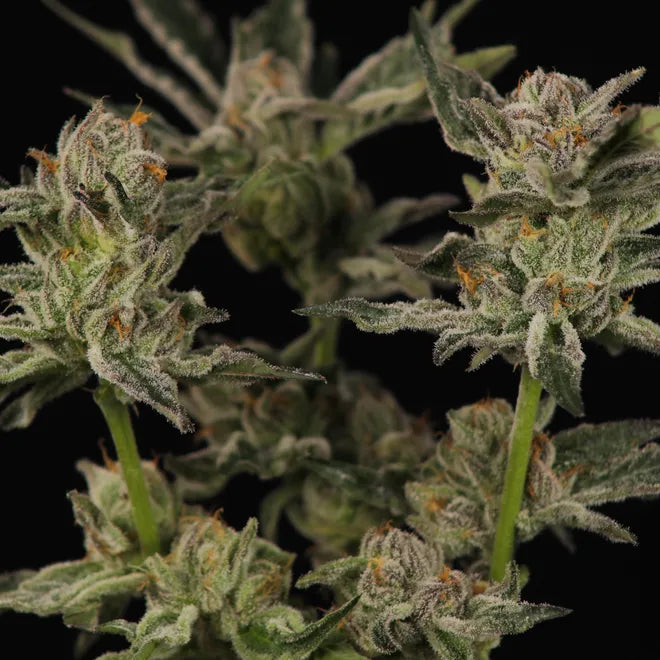Heady Sherbet Fusion - Regs