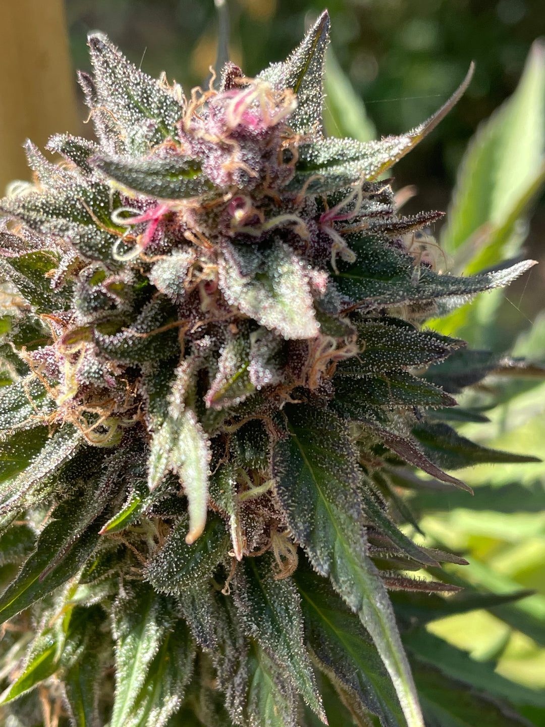 CC39  x Gelato 41 - Fems