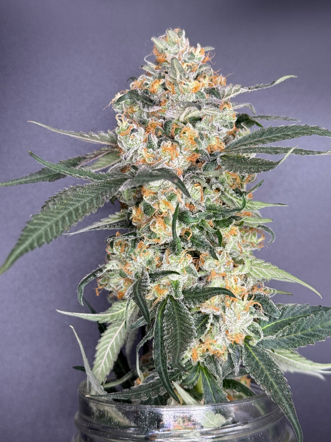 Blue Dream x Purple Punch - Fems