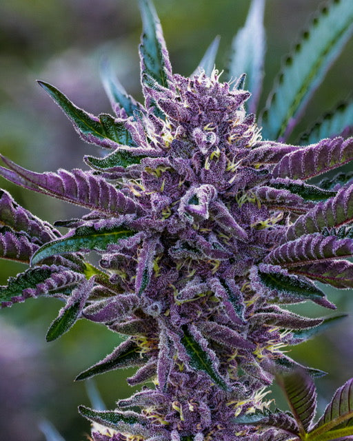 Plantz - Regs