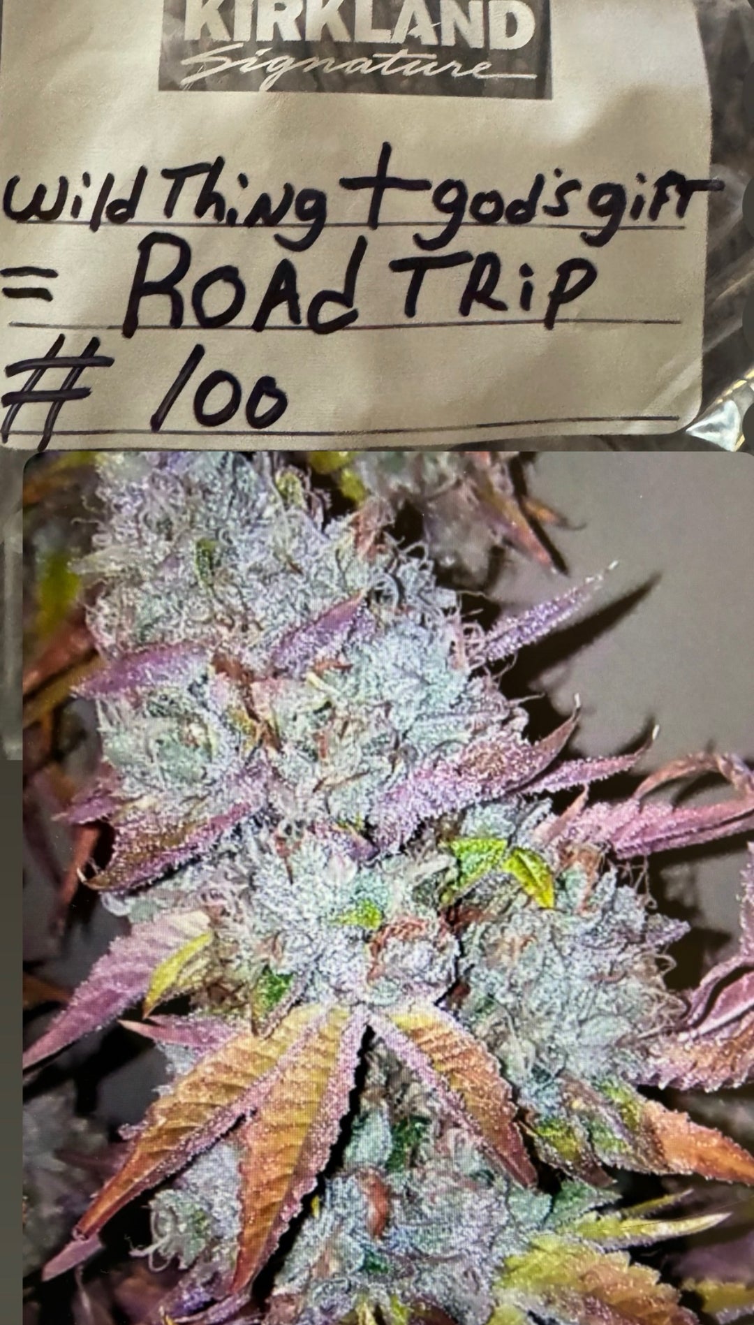 Road Trip - (Wild Thing x God's Gift) - Regs