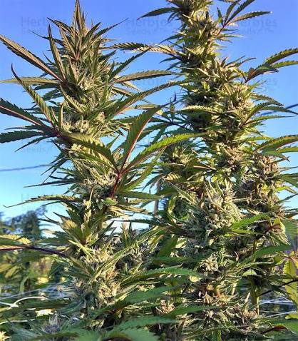 Special G (Flight 23 x Grapes & Cream) x Strawnana - Regs