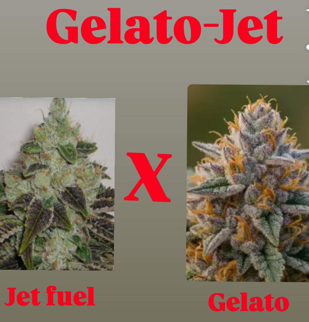 Gelato x Jet Fuel - Regs