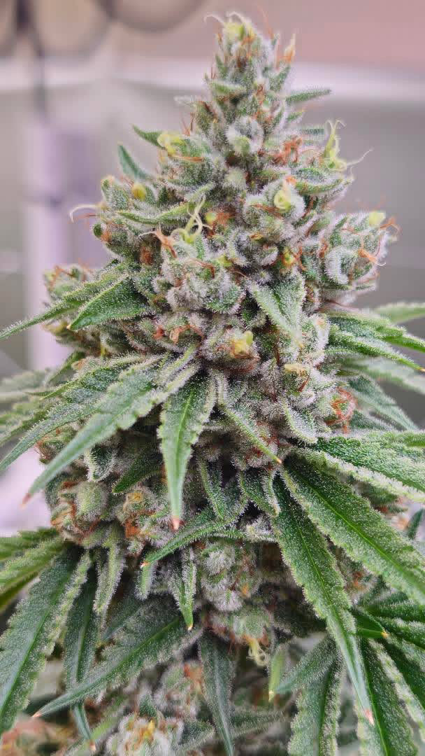 Close-up of a cannabis plant with dense buds and green leaves.