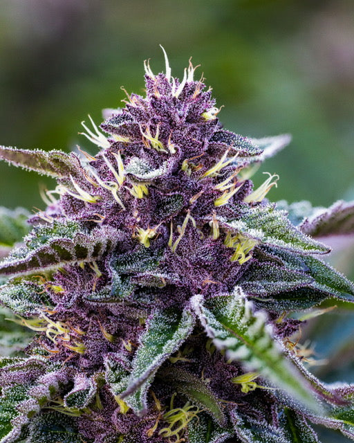 Plantz - Regs