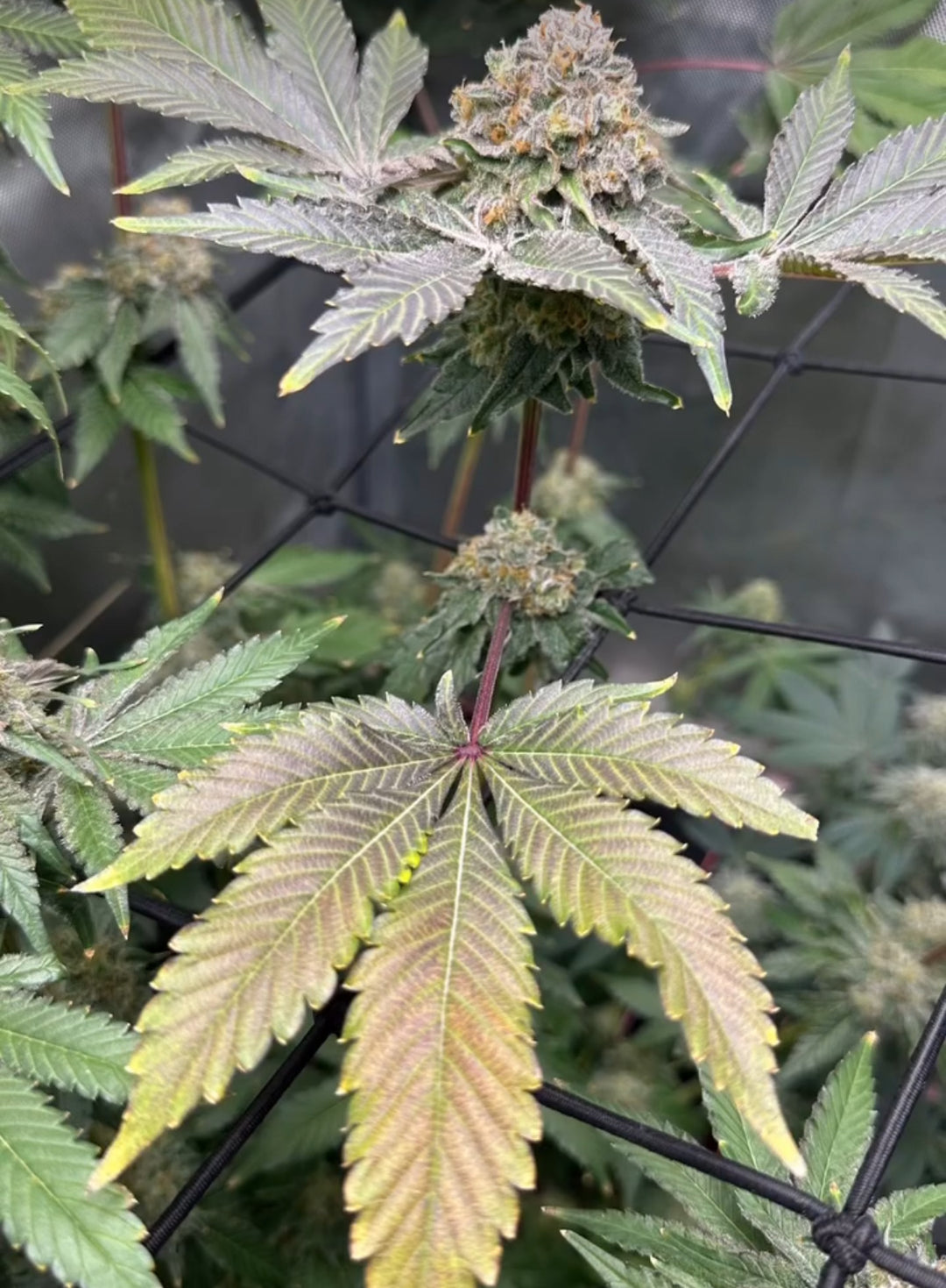 CC7 x Gelato 41 - Fems