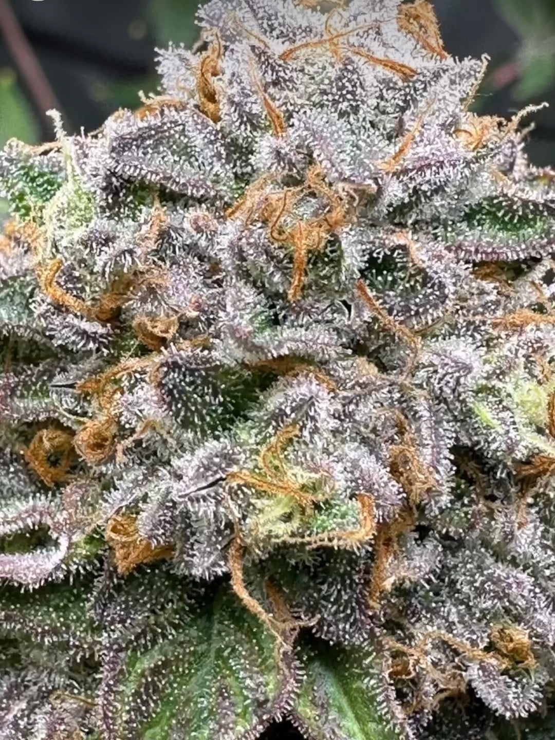 CC7 x Gelato 41 - Fems