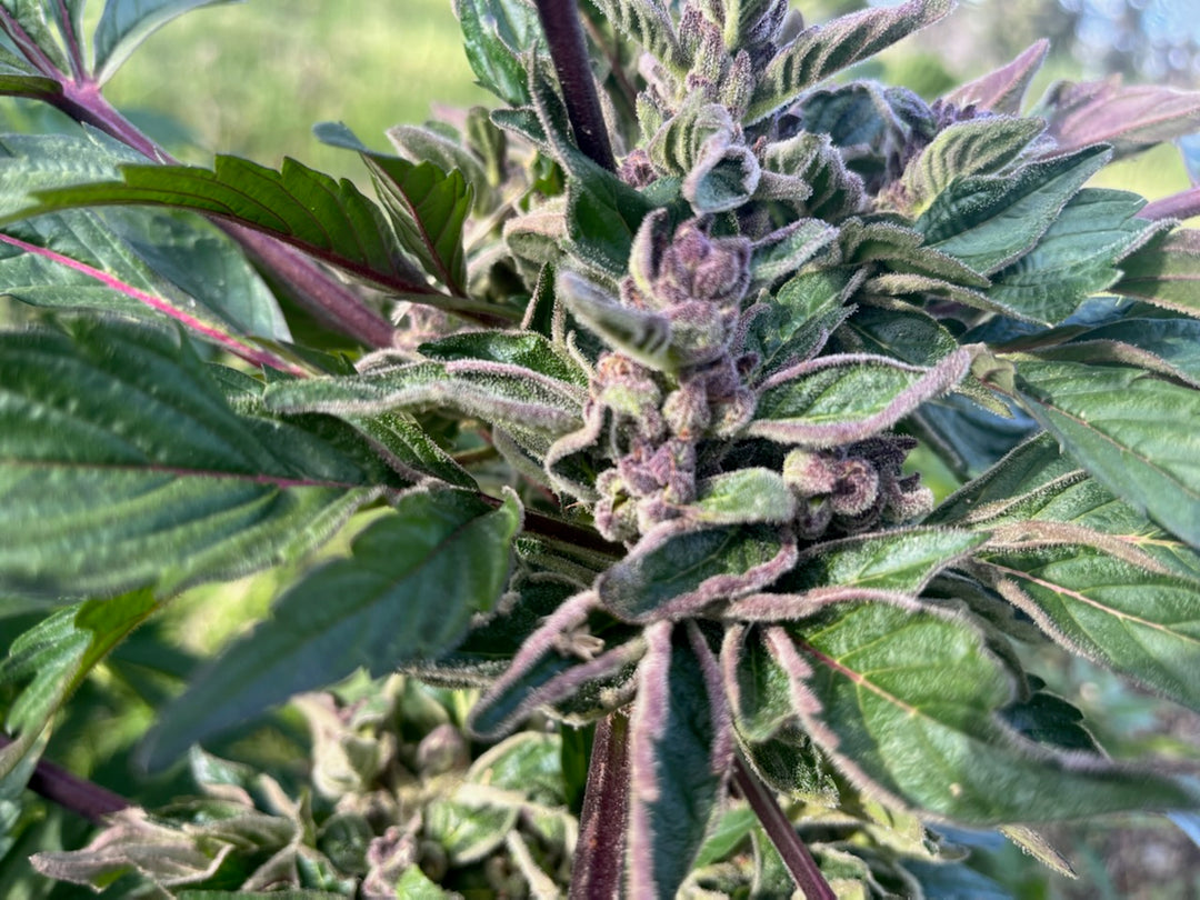 Mendo Purps x ((double og chem x vanilla kush) x double og chem)) - Regs